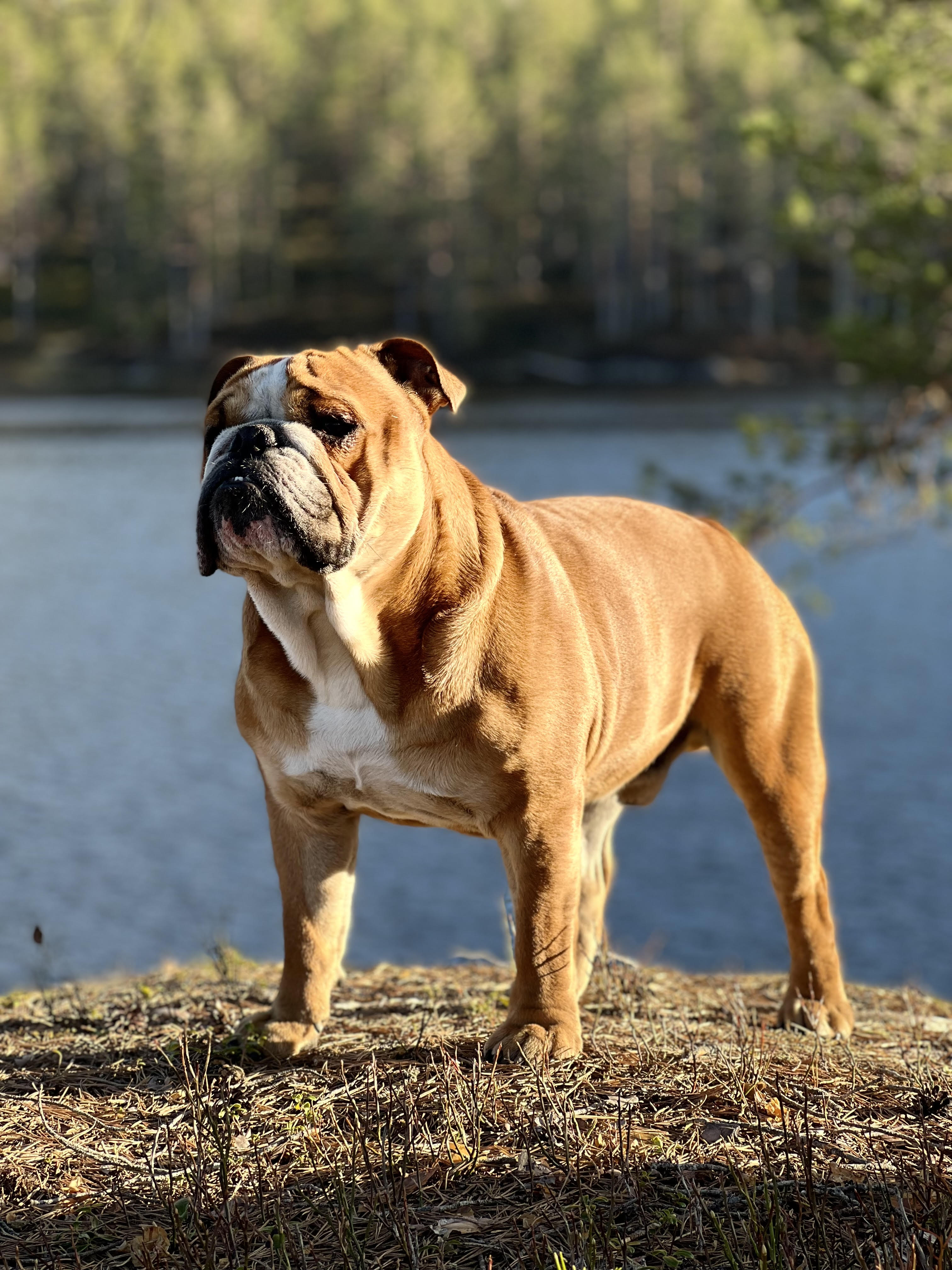 Harald, Deal Dog